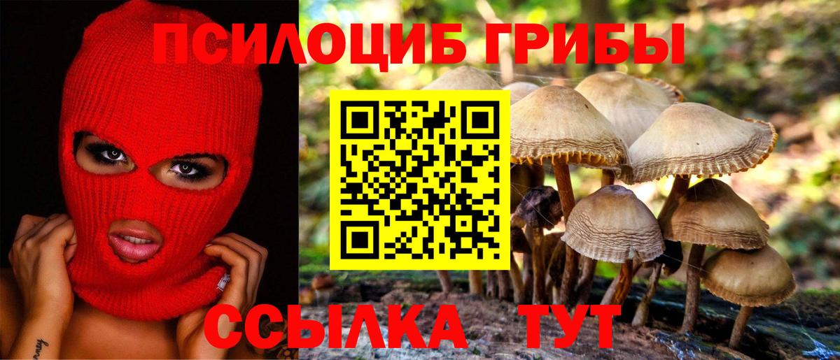 Галлюциногенные грибы Psilocybine cubensis Липецк